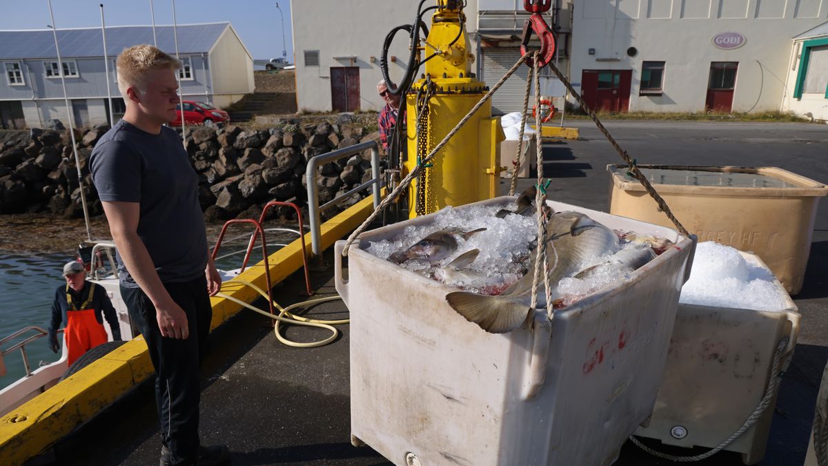 HOFN, HORNAFJORDUR, ICELAND - AUGUST 16: A dockhand assists fisherman Benedikt Sigurdsson unload his catch of cod and pollack on August 16, 2021 in Hofn, Hornafjordur, Iceland. Global warming is contributing to a rise in temperatures in the waters around Iceland, which is effecting the fishing industry. Changing temperatures have a strong influence on where species of fish find habitat, leading to shifts in the fishing catch. One local fisherman also said the spawning grounds of the fish he catches are moving farther north year by year. Iceland is undergoing a strong impact from climates change, including accelerated melting of the island's many glaciers but also new opportunities for agriculture.  (Photo by Sean Gallup/Getty Images)