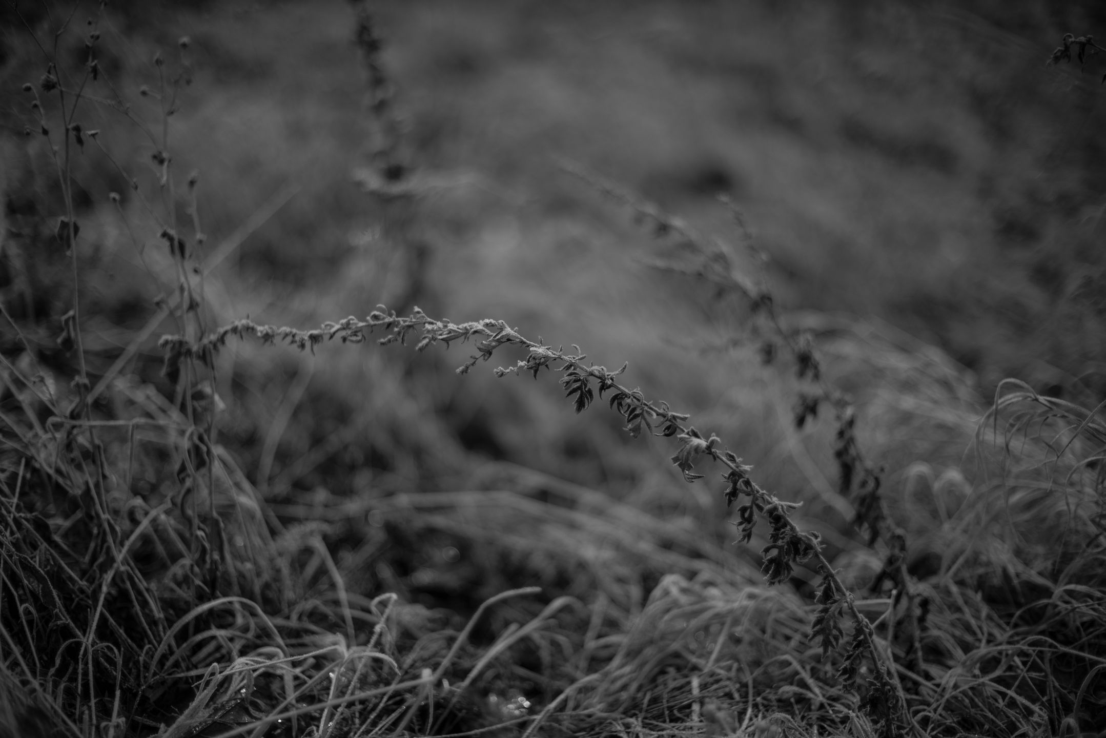 Voigtländer VM 50 mm f/1.1 Nokton - bardzo jasna pięćdziesiątka, która kreuje własną rzeczywistość [test] 38