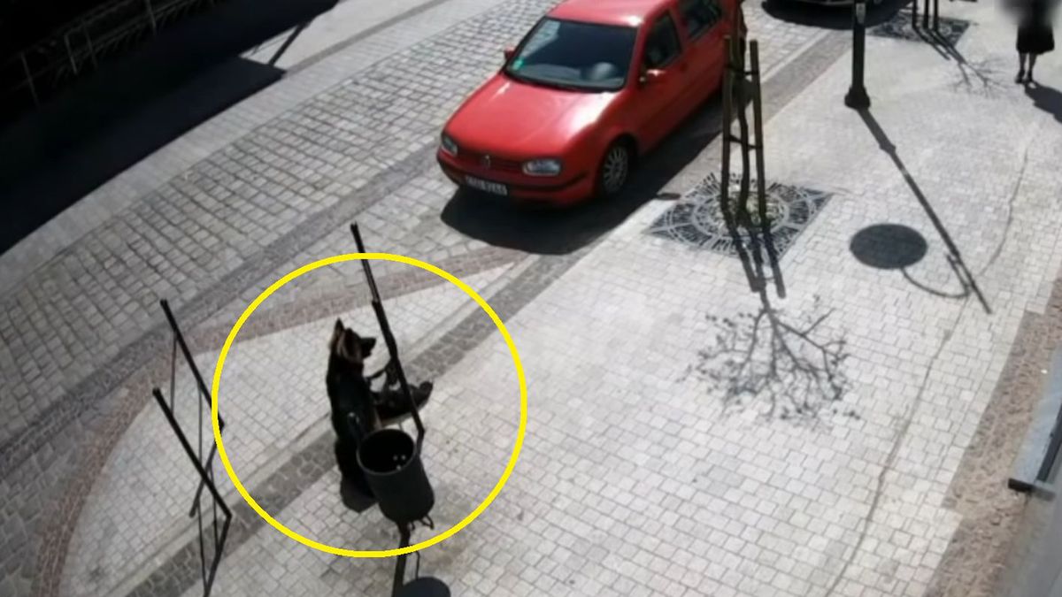 Pies atakował przechodniów