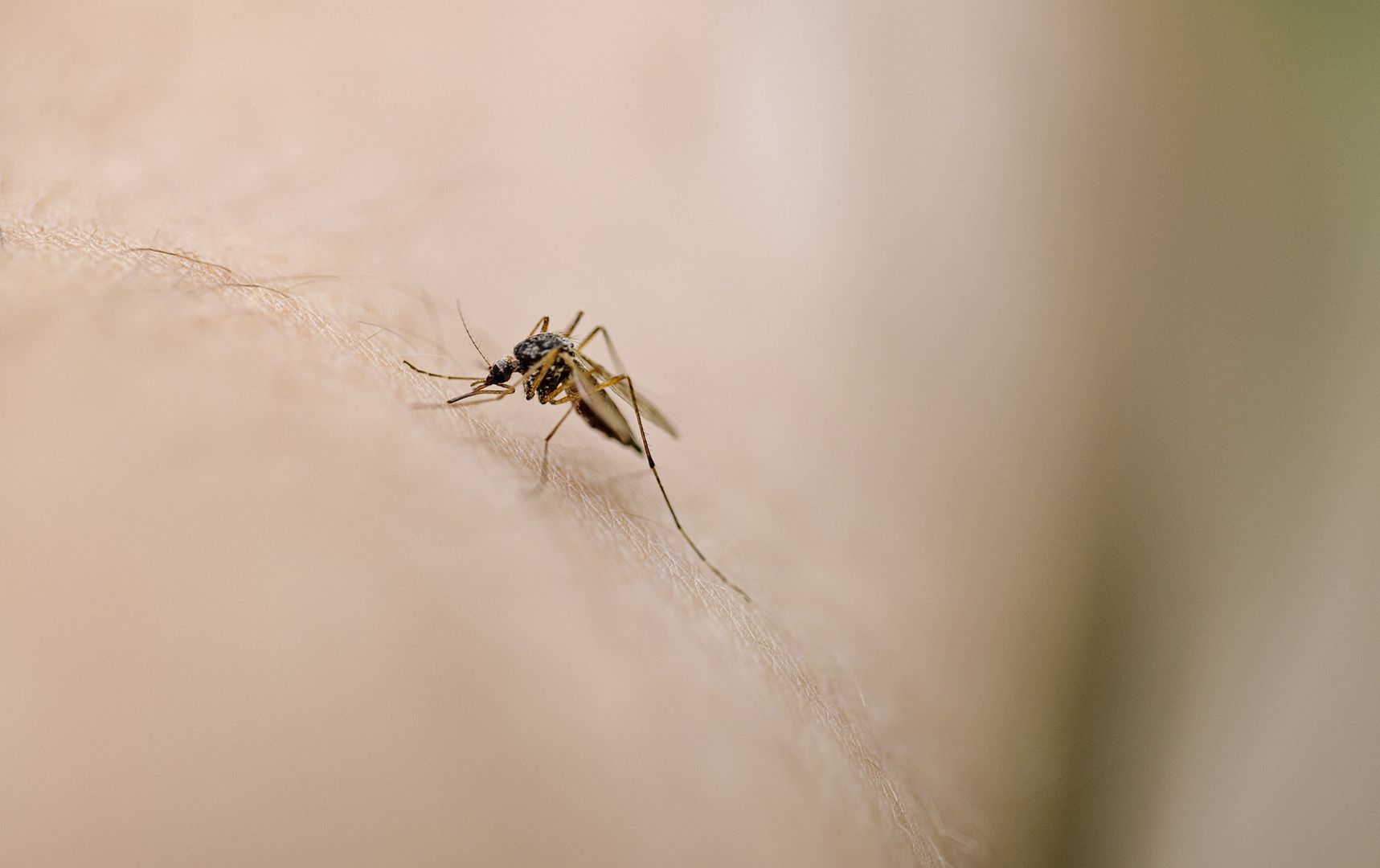 Plaga komarów w Polsce? Ekspert wyjaśnia. "Będziemy mieli problemy"