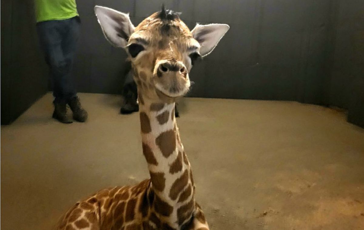 W zoo w Polsce urodziło się żyrafiątko. Dla jego matki "to jest szok"
