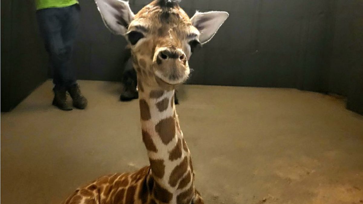 W łódzkim zoo na świat przyszedł samiec żyrafy. "Odrzucony przez matkę". 