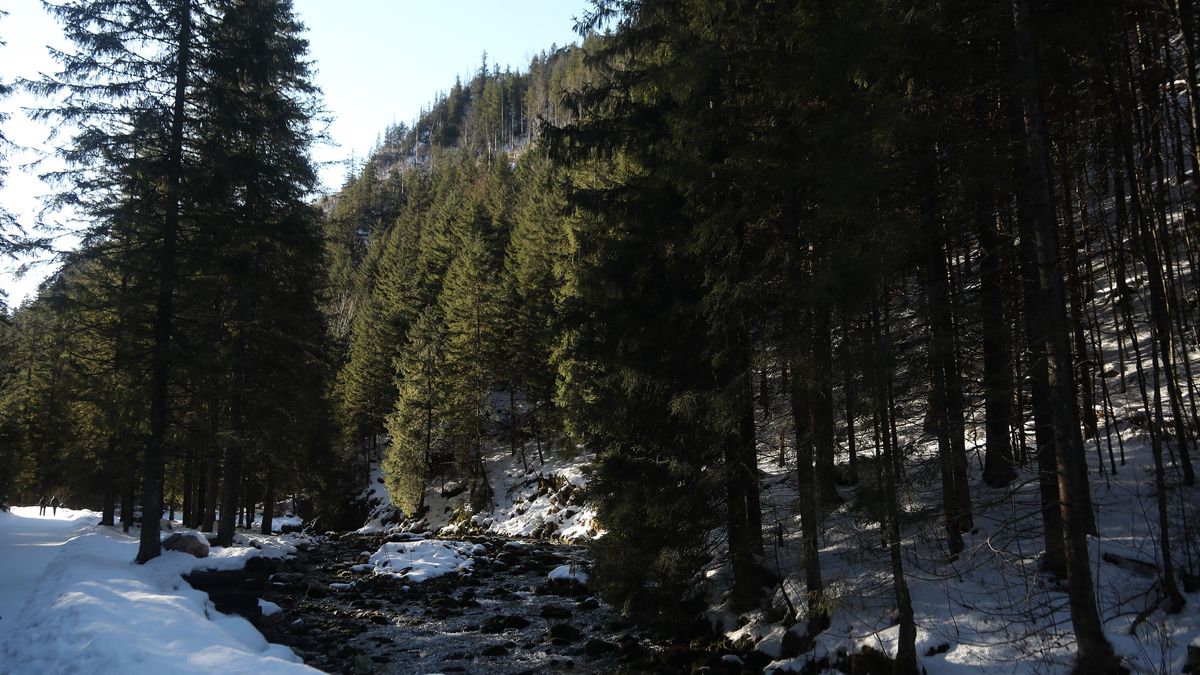 Winter mountain views from a trail in Tatra National Park in Zakopane, Poland, on January 17, 2026. Tatra National Park is one of 23 national parks in Poland. Established in 1955, it protects approximately 100,000 hectares. The highest peak in the park is Rysy (2,499 m above sea level). Large European predators such as wolves, lynxes, and bears can be found within the park. (Photo by Klaudia Radecka/NurPhoto via Getty Images)