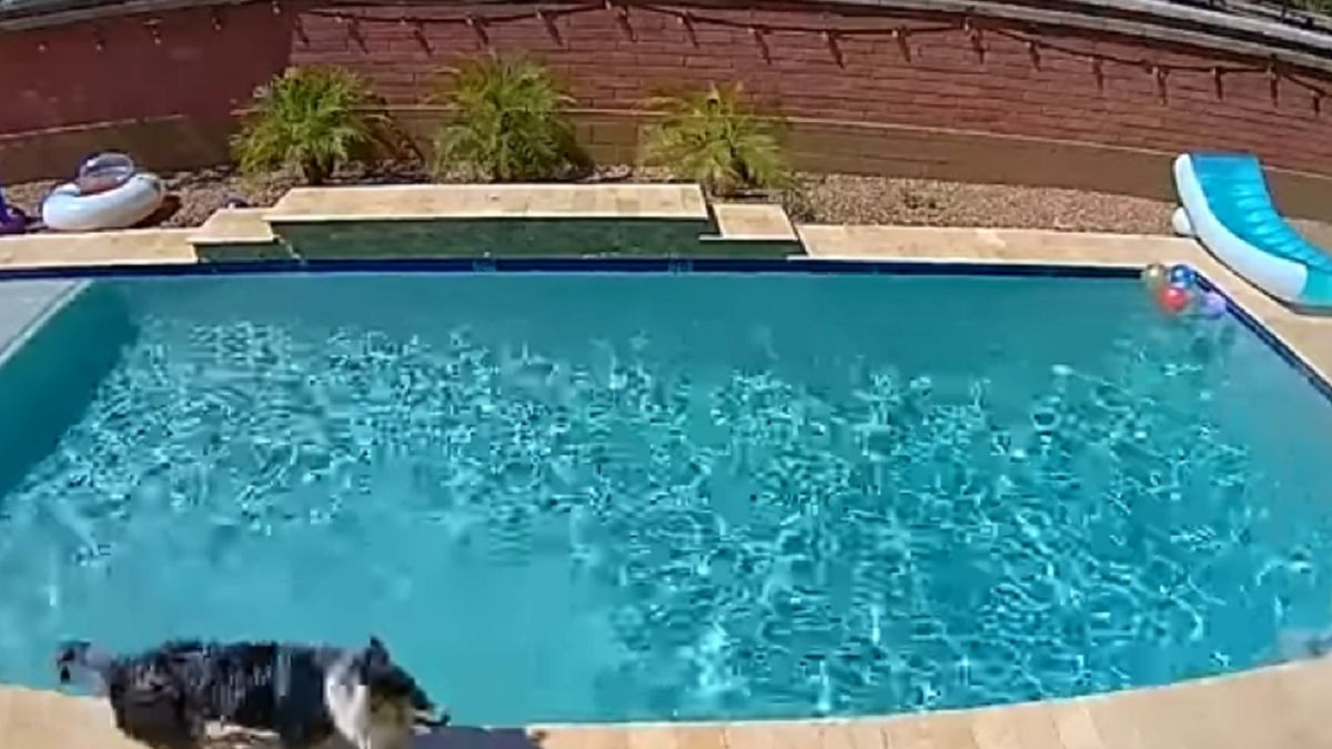 Pies korzytsał z basenu.