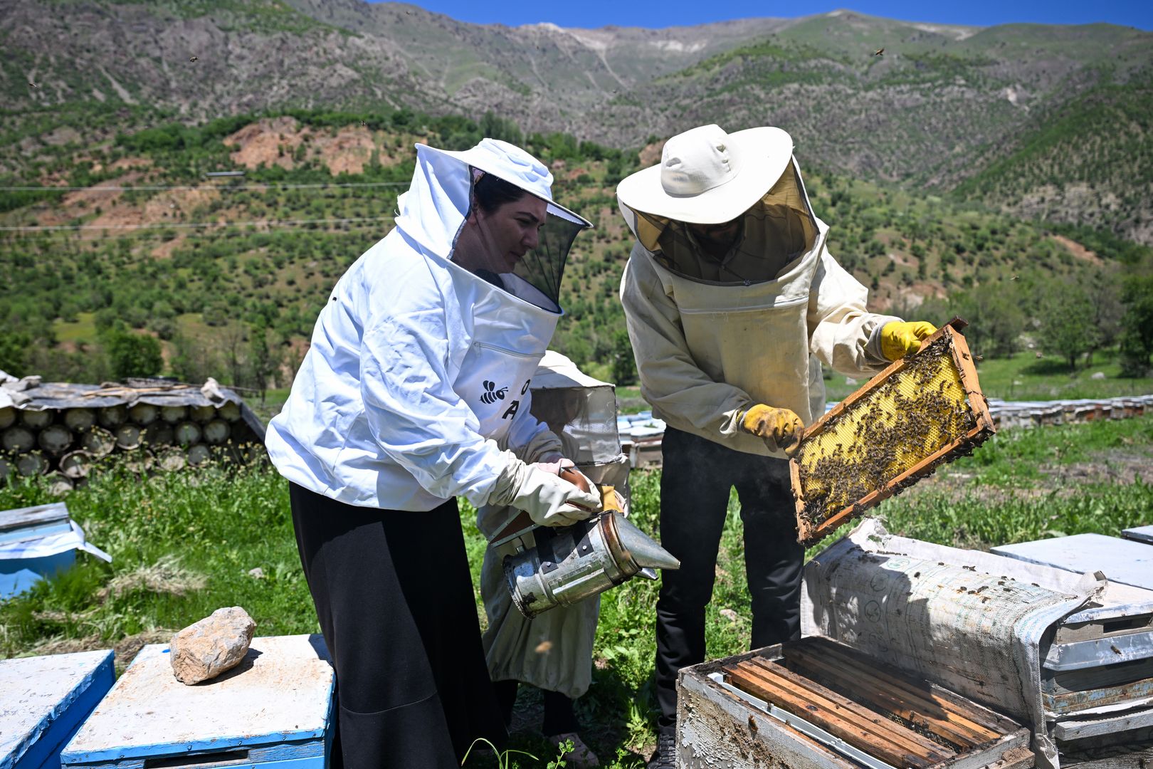 VAN, TURKIYE - MAY 21: Beekeepers Aysel and Kamil Isik work with bees and breeding chambers as they manage to increase the number of their beehives to 350 in three years after starting beekeeping with government support in Ovecik neighborhood of Catak district, Van, Turkiye on May 21, 2025. (Photo by Ozkan Bilgin/Anadolu via Getty Images)