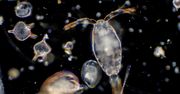Małe stworzenia i wielka rola. Tak zooplankton walczy z globalnym ociepleniem