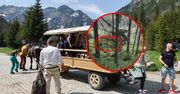 Niedźwiedź polował przy szlaku na Morskie Oko. Apel o uwagę