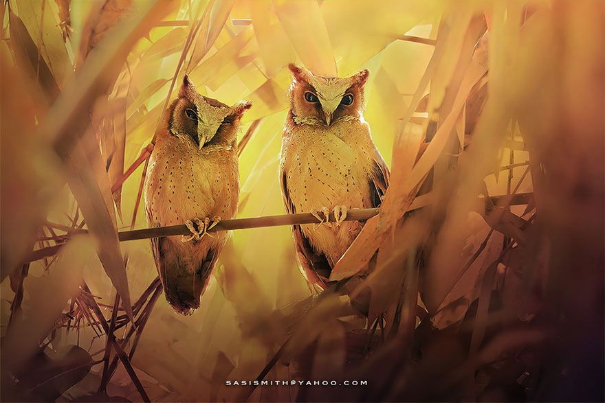 Cudowne życie sów uchwycone na fotografiach Sasi Smith 9