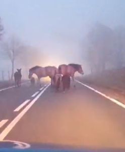 Policjanci otrzymali nietypowe zgłoszenie. Pokazali nagranie