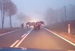 Policjanci otrzymali nietypowe zgłoszenie. Pokazali nagranie