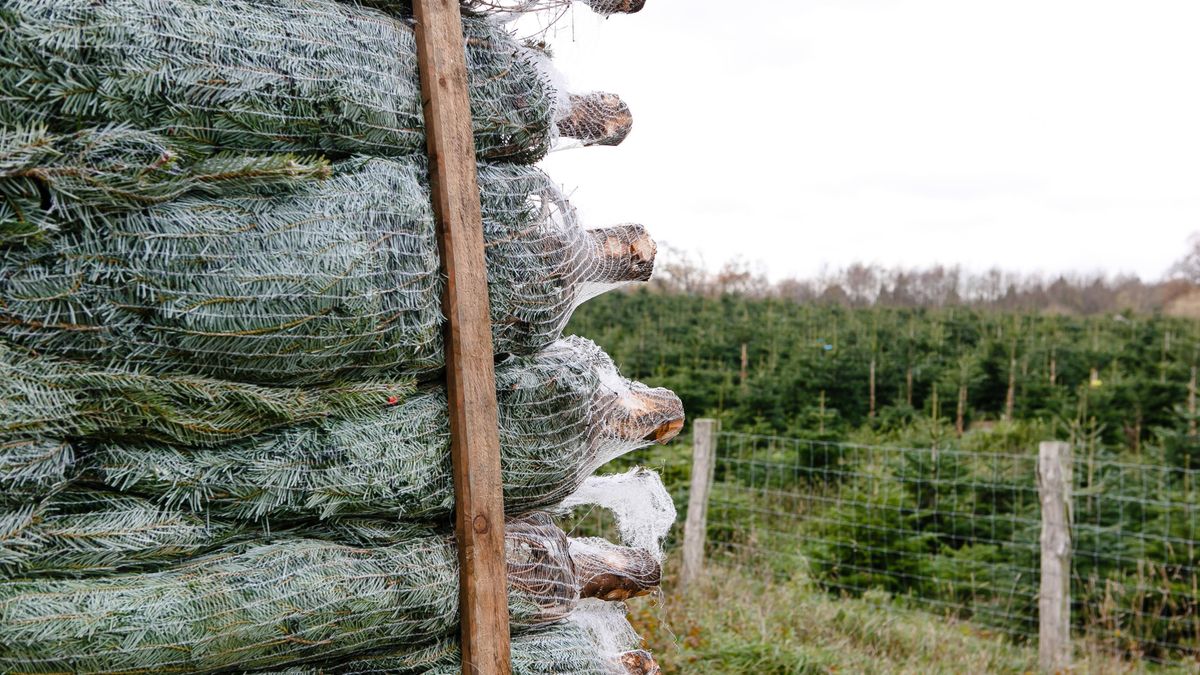 Mało kto wie, że większość choinek na sprzedaż jest z Danii