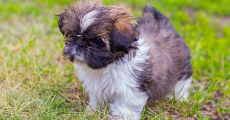 Miał być szczeniakiem shih tzu. Pokazała, co z niego wyrosło