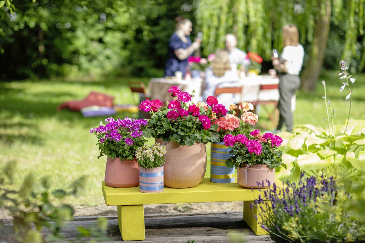 Urokliwa oaza wśród pelargonii