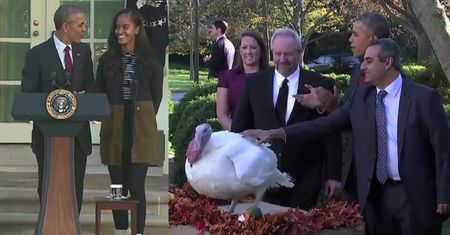Obama ułaskawił dwa indyki z okazji Święta Dziękczynienia