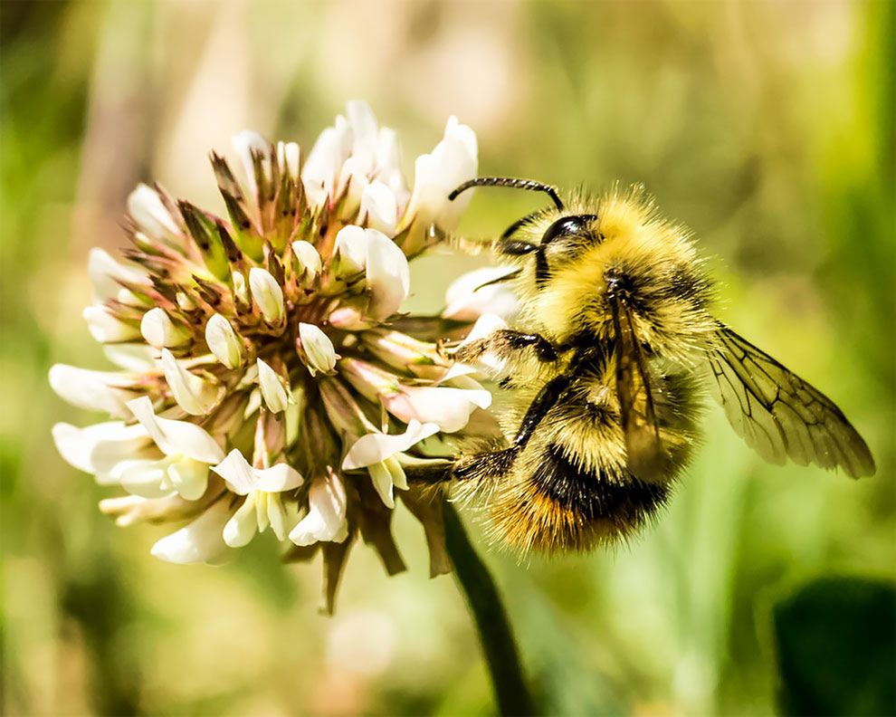 Młodzi finaliści konkursu „World Wildlife Day Photography Competition" i ich świetne zdjęcia przyrody 5