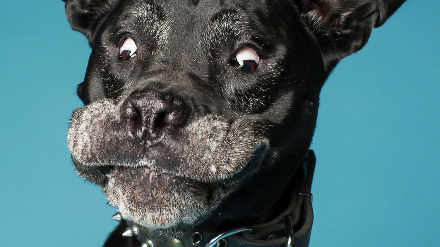 Te psiaki nie wstydzą się być sobą. Oto ich najgłupsze miny 1