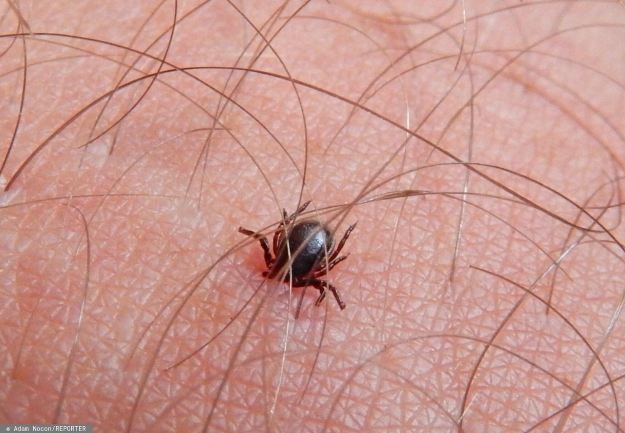 Antybiotyk znany od niemal 70 lat może zwalczać boreliozę. Przełomowe badania