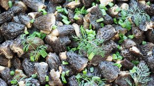 Lada moment pojawią się w polskich lasach. Kilogram kosztuje nawet 450 złotych