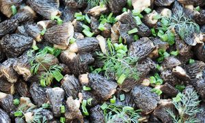 Lada moment pojawią się w polskich lasach. Kilogram kosztuje nawet 450 złotych