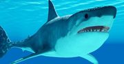 Przebadali rekiny. Niepokojące odkrycie na Bahamach