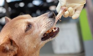 Kości z kurczaka dla psa. Ekspertka mówi wprost