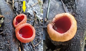 Czerwone grzyby w lesie. Prawdziwy wysyp. Można je jeść