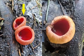 Czerwone grzyby w lesie. Prawdziwy wysyp. Można je jeść