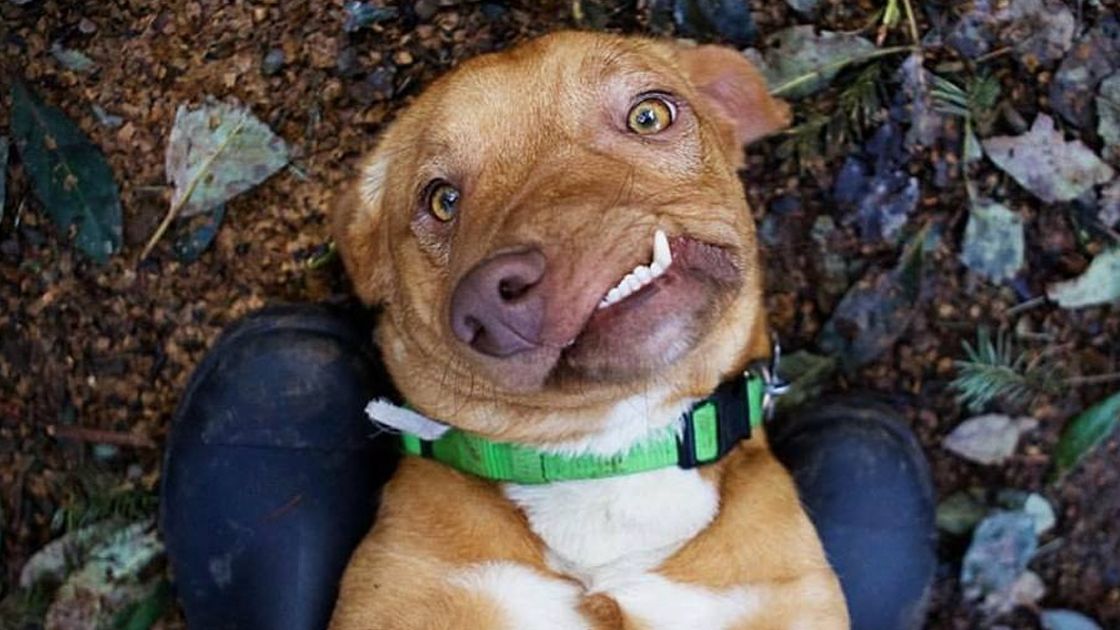 Pies znalazł kochający dom 