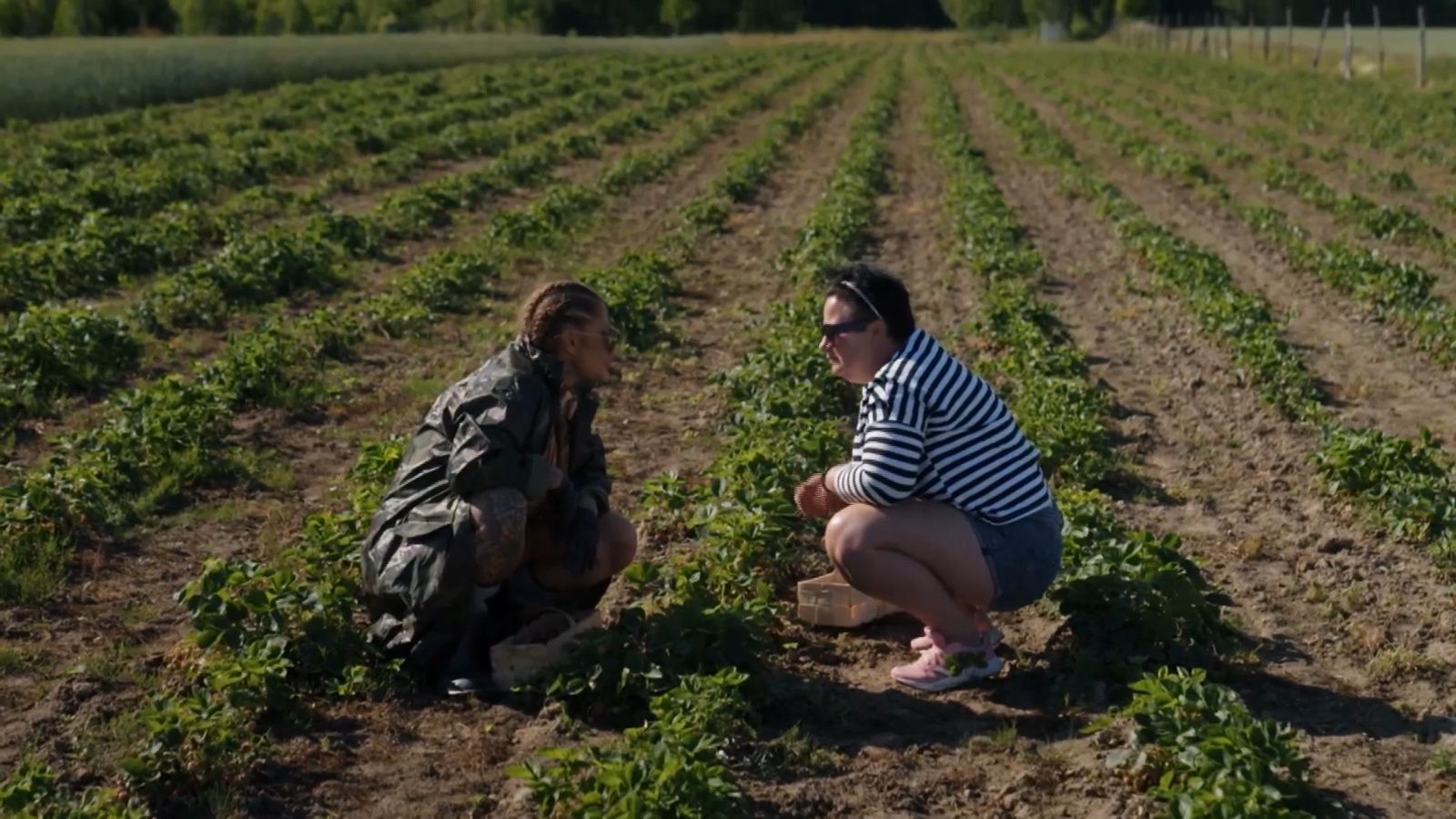 Laluna Unique na plantacji truskawek