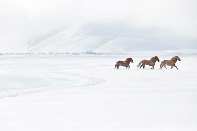Tłem dla tych pięknych zwierząt są niesamowite krajobrazy, jakie oferuje wyspa - najsłynniejszy islandzki wodospad Skógafoss, czy czarne piaski plaż z rozsianymi gdzieniegdzie błękitnymi bryłami lodowymi. "In the Realm of Legends" jest hołdem zarówno dla miejsca, jak i dla koni islandzkich.