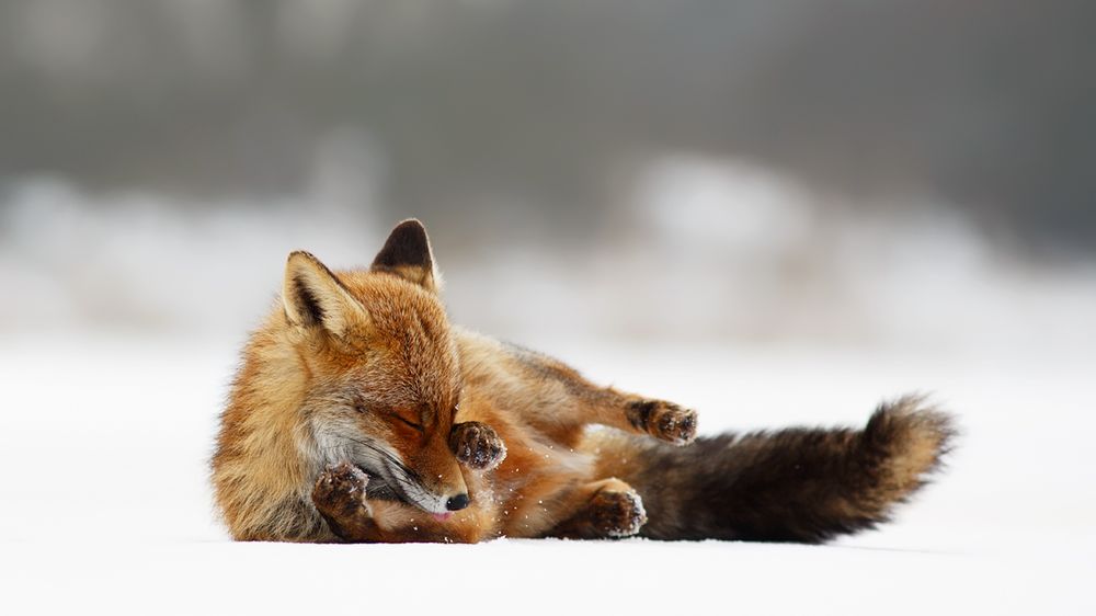 Jak robi lis? Czyli dzikie lisy Roeselien Raimond 1