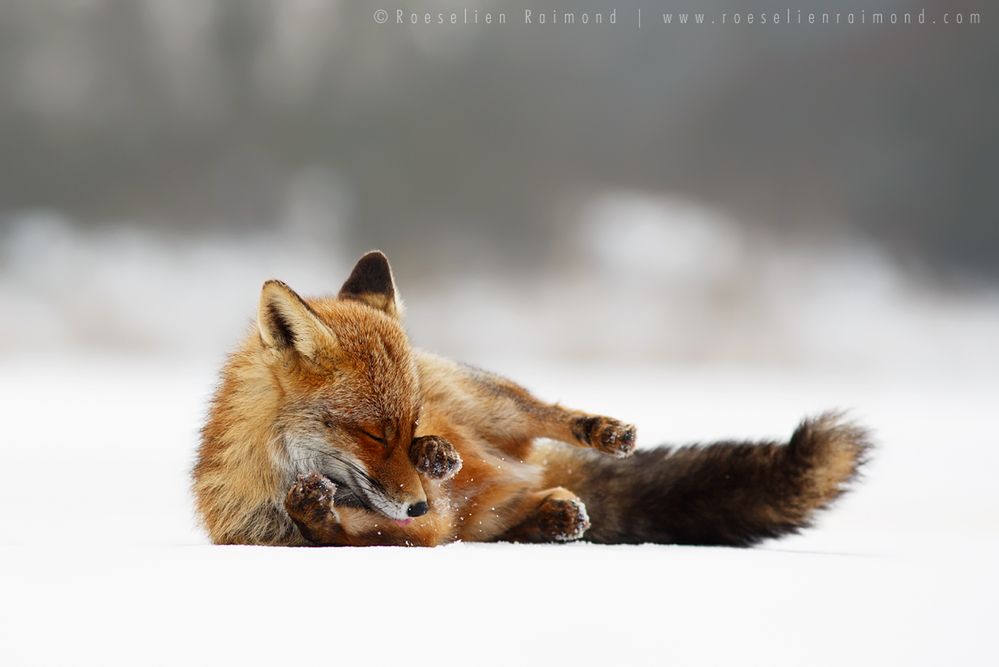 Jak robi lis? Czyli dzikie lisy Roeselien Raimond