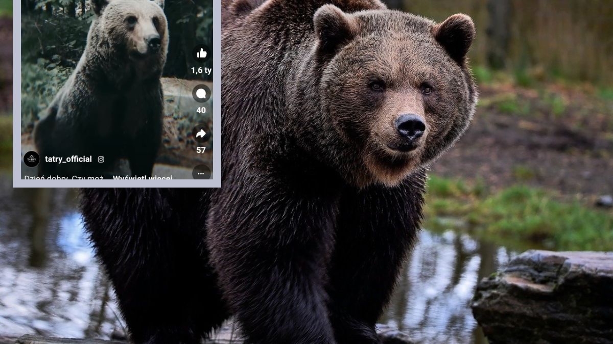 Spotkanie oko w oko z niedźwiedziem w Tatrach Wysokich. Jak zachował się turysta?