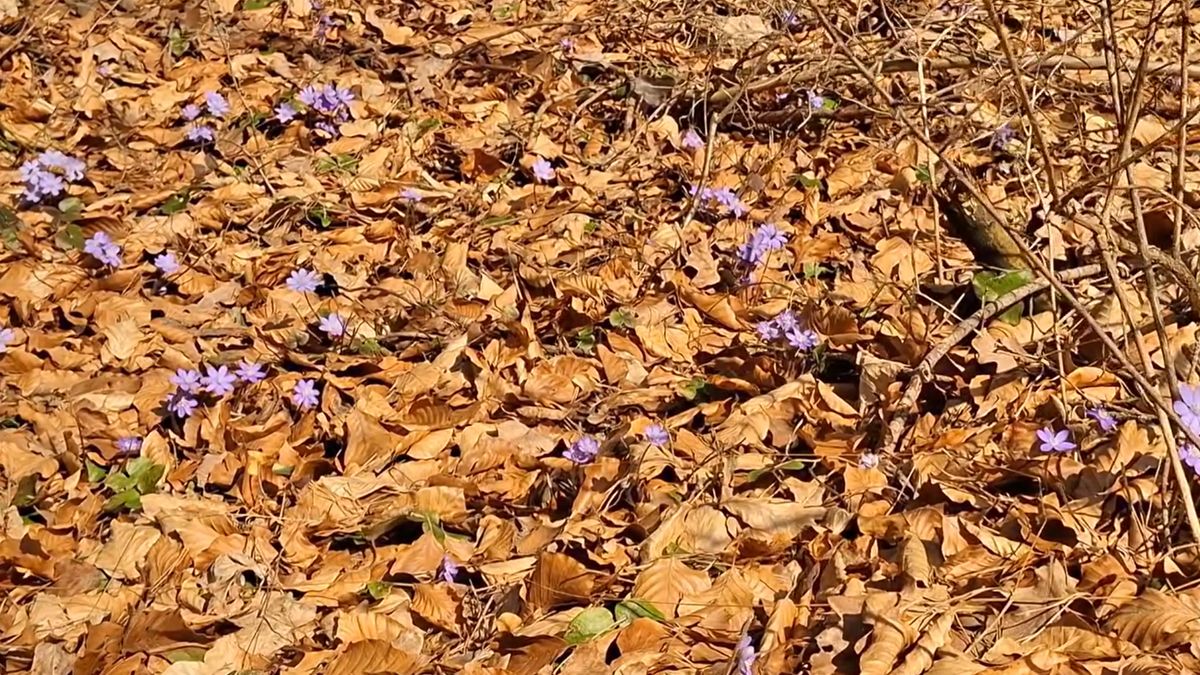 Przylaszczka pospolita pojawiła się w Nadleśnictwie Daleszyce.