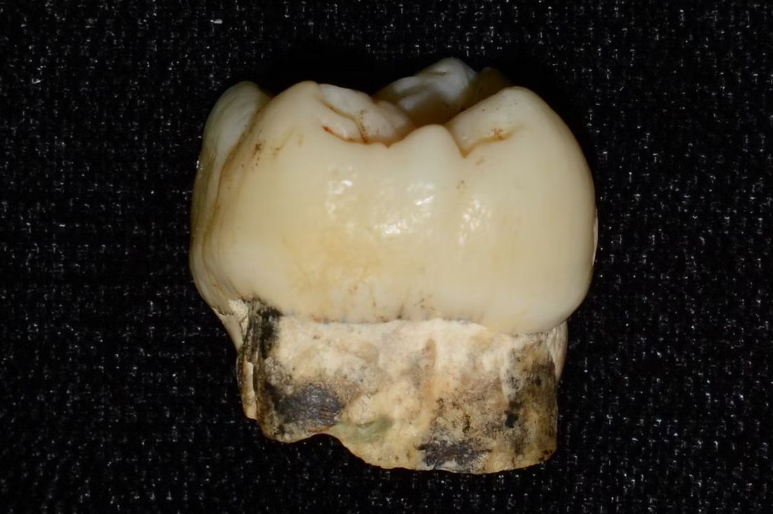 Trucizna starsza niż ludzkość. Wpłynęła na ewolucję człowieka