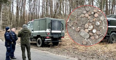 Natychmiast wezwano służby. Dziki ryły ziemię. Oto co z niej wyciągnęły