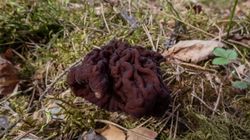 Leśnicy ostrzegają przed trującym grzybem. Przypomina pyszne smardze