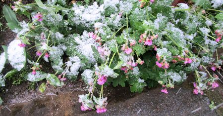 Zimujesz pelargonie? Sprawdź, czy to już czas, by je wybudzić