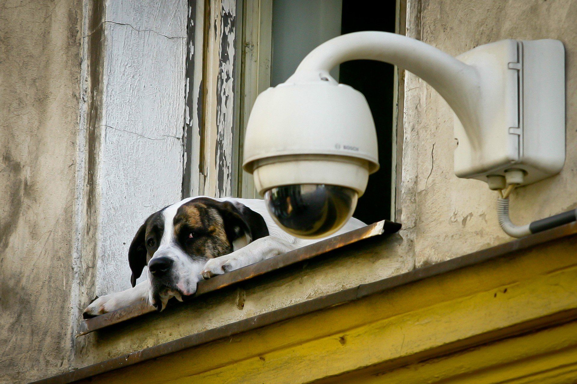 Wizerunek złodzieja został utrwalony przez kamerę monitoringu zamontowaną na domu