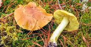 Takich grzybów nie susz pod żadnym pozorem. Mogą zamienić się w truciznę
