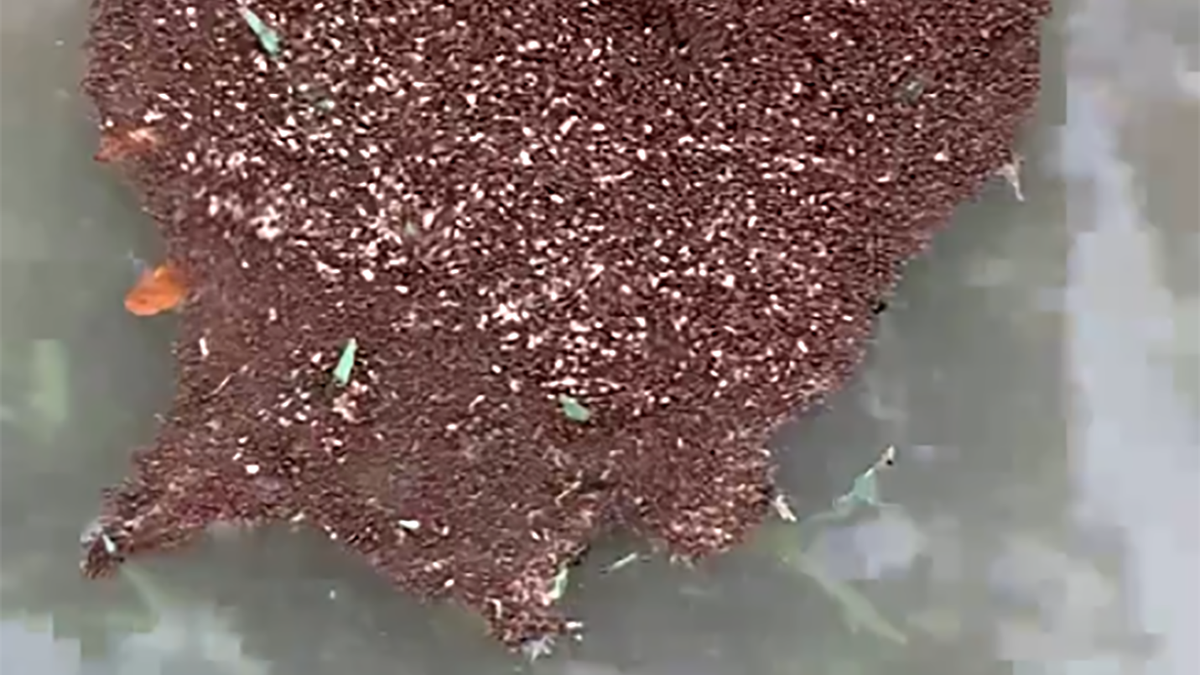 Po powodzi kolonia mrówek dryfowała na wodzie tworząc "tratwę"