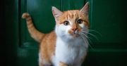 12 pytań o koty. Jak dużo wiesz o tych futrzakach?