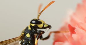 Jakie zwierzę jest na zdjęciu? 