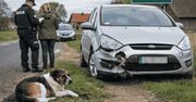 Bytów: Weekend na drogach. Pies wbiegł pod auto, które uderzyło w drzewo