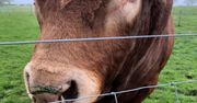 Byk chciał się podrapać. 800 domów zostało odciętych od prądu