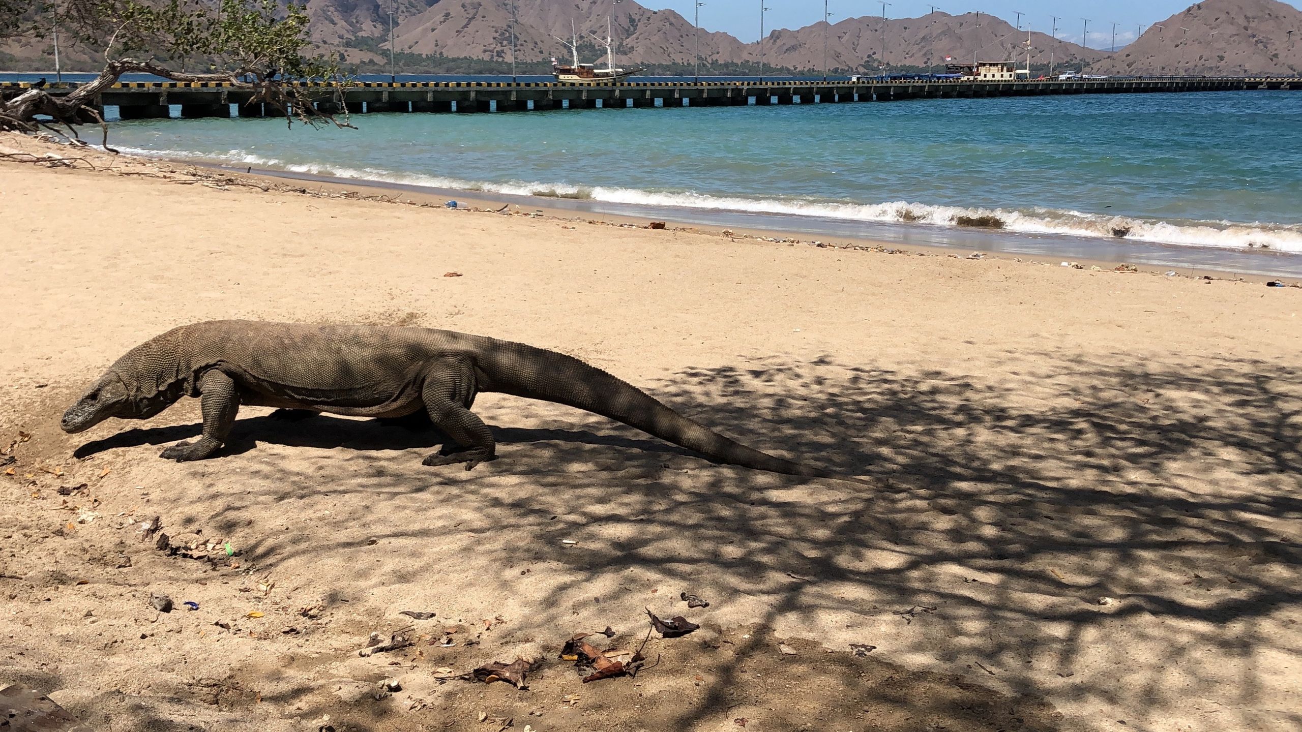 Waran z Komodo na plaży