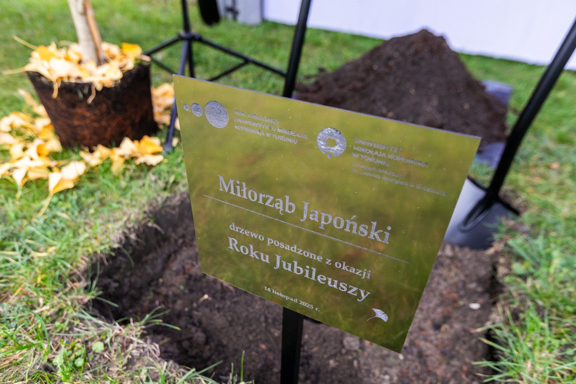 Miłorząb japoński to drzewo, które posadzono przed budynkiem Wydziału Farmaceutycznego Collegium Medicum UMK przy ul. Jurasza z okazji Roku Jubileuszy UMK.