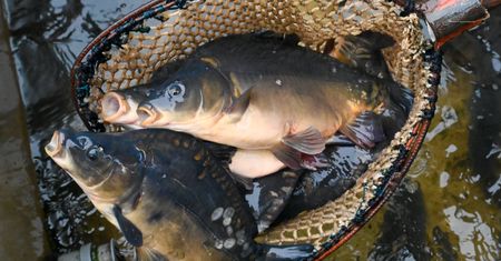 Tyle kosztuje karp w Czechach. Zdziwieni?