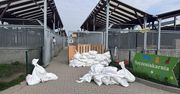 Gdańsk: 11 psów z likwidowanego schroniska "Kocham Psisko" dotarło do miasta. "Promyk" otworzył dla nich serce i ramiona