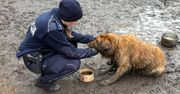 Właściciel zmarł, pies został na łańcuchu. "Zwierzę było ubłocone"